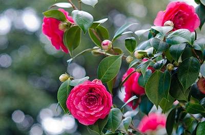Foto: AdobeStock #41010116 von Mimohe