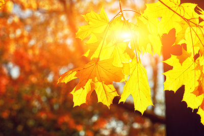 Foto: AdobeStock #295527512 von Thaut Images